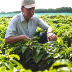 Starbucks Ground Coffee, Medium Roast Coffee, Holiday Blend, 100% Arabica, Limited Edition Holiday Coffee, 1 Bag (10 Oz)