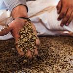 Blue Horse 100% Kona Coffee, Medium Roast, Arabica Whole Beans, 1 lb (16 oz) Bag, Farm Fresh, Authentic Hawaiian Coffee beans from Hawaii’s Big Island