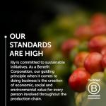 illy Whole Bean Coffee, Nicaragua Single Origin Medium Roast, 100% Arabica, Premium Italian Coffee, Ideal for Espresso, Drip, Moka and French Press Brewing, 8.8oz, 6 Pack