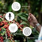 ANBA Robusta Coffee Beans, 17.64oz – Dark Roast, Strong & Bold Flavor | Vietnamese Phin Filter Style | 100% Roasted Whole Beans | ISO HACCP Certified | Home & Café Use