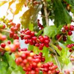 doanhdang - 17.6 Oz Premium Robusta Ground Bean Coffee, 100% Robusta Medium Roast, Rich Flavor for Espresso Shot and Brew, Origin from Vietnam, Ground Med Roast Beans