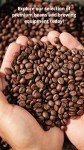 Betawi Java & Sumatra Indonesian Coffee Beans 35 oz