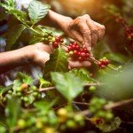 Vietnamese Premium Robusta Whole Bean Coffee 17 Oz