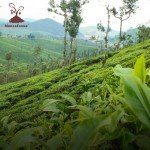 MokkaFarms 250g Whole Roasted Robusta Coffee Beans