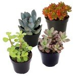 Assorted Live Succulent Plants - 4 Pack