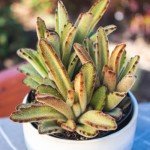 Assorted Live Succulent Plants - 4 Pack