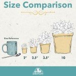 Assorted Live Succulent Plants - 4 Pack