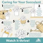 Assorted Live Succulent Plants - 4 Pack