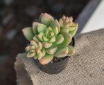 Assorted Live Succulent Plants - 4 Pack