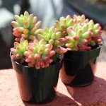 Assorted Live Succulent Plants - 4 Pack