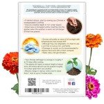 1,000+ Crazy Zinnia Seeds - Specialty Blend