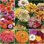 1,000+ Crazy Zinnia Seeds - Specialty Blend