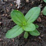 1,000+ Crazy Zinnia Seeds - Specialty Blend