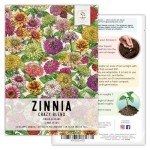 1,000+ Crazy Zinnia Seeds - Specialty Blend