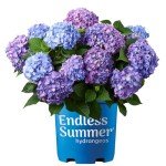 Endless Summer Bloomstruck Hydrangea - 1 Gallon