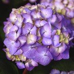 Endless Summer Bloomstruck Hydrangea - 1 Gallon