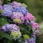 Endless Summer Bloomstruck Hydrangea - 1 Gallon
