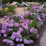 Endless Summer Bloomstruck Hydrangea - 1 Gallon