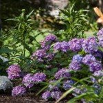 Endless Summer Bloomstruck Hydrangea - 1 Gallon