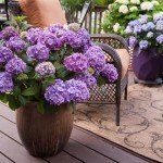 Endless Summer Bloomstruck Hydrangea - 1 Gallon