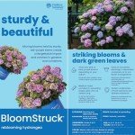 Endless Summer Bloomstruck Hydrangea - 1 Gallon