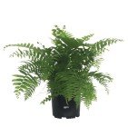 Macho Fern Live Plant in Grower Pot