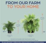 Macho Fern Live Plant in Grower Pot