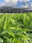 Macho Fern Live Plant in Grower Pot