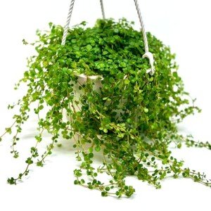 Pilea Depressa Hanging Plant in Basket - 4.5 Inch