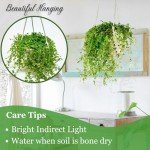Pilea Depressa Hanging Plant in Basket - 4.5 Inch