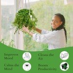 Pilea Depressa Hanging Plant in Basket - 4.5 Inch