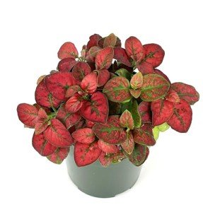 Red Splash Houseplant - Air Purifying 2" Pot