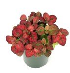 Red Splash Houseplant - Air Purifying 2" Pot