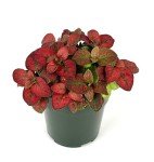 Red Splash Houseplant - Air Purifying 2" Pot