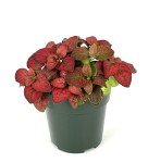 Red Splash Houseplant - Air Purifying 2" Pot