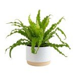 Bird's Nest Fern Plant in Modern Planter