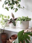 Set of 3 Modern Ceramic Indoor Plant Pots