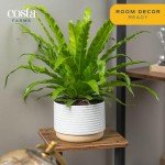 Bird's Nest Fern Plant in Modern Planter