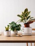 Set of 3 Modern Ceramic Indoor Plant Pots