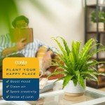 Bird's Nest Fern Plant in Modern Planter