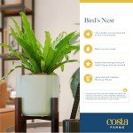 Bird's Nest Fern Plant in Modern Planter