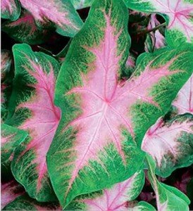 Kathleen Caladium - Large Green and White Leaves