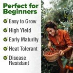 Large Red Cherry Tomato Seeds - 500 Pack