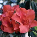 Encore Azalea Autumn Embers – Red Orange Shrub