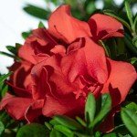 Encore Azalea Autumn Embers – Red Orange Shrub
