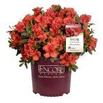 Encore Azalea Autumn Embers – Red Orange Shrub