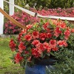 Encore Azalea Autumn Embers – Red Orange Shrub