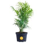 Neanthebella Palm Indoor Plant - 12 Inches Tall