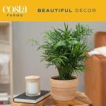 Neanthebella Palm Indoor Plant - 12 Inches Tall