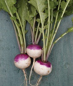 Burpee Purple Top White Globe Turnip Seeds